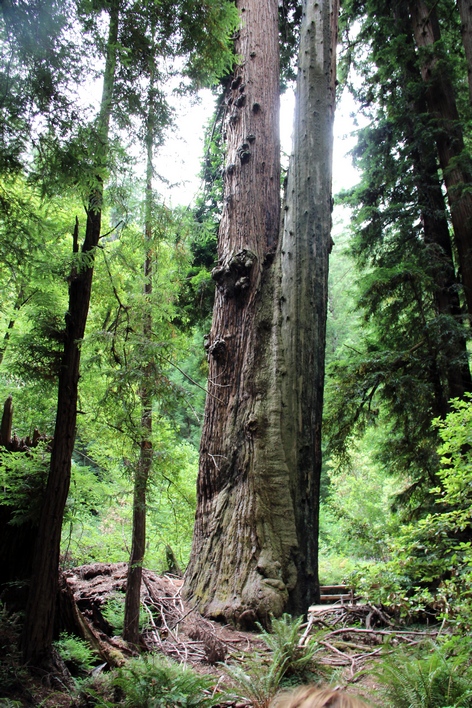 ���� ���